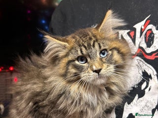 Ragdoll cats Blue Eyed Maine Coon Kittens. Ready Now. - Advert 2