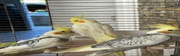 Cockatiels birds for sale: Baby Cockatiels  - Advert 14