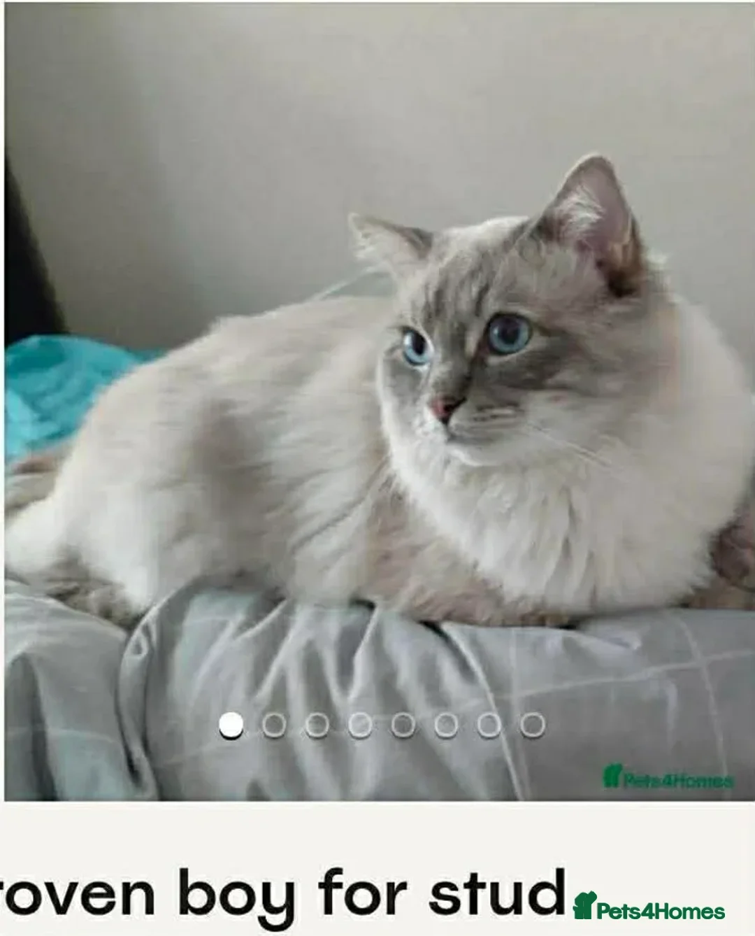 Ragdoll cats for sale: 4 females kittens for sale  - Advert 2