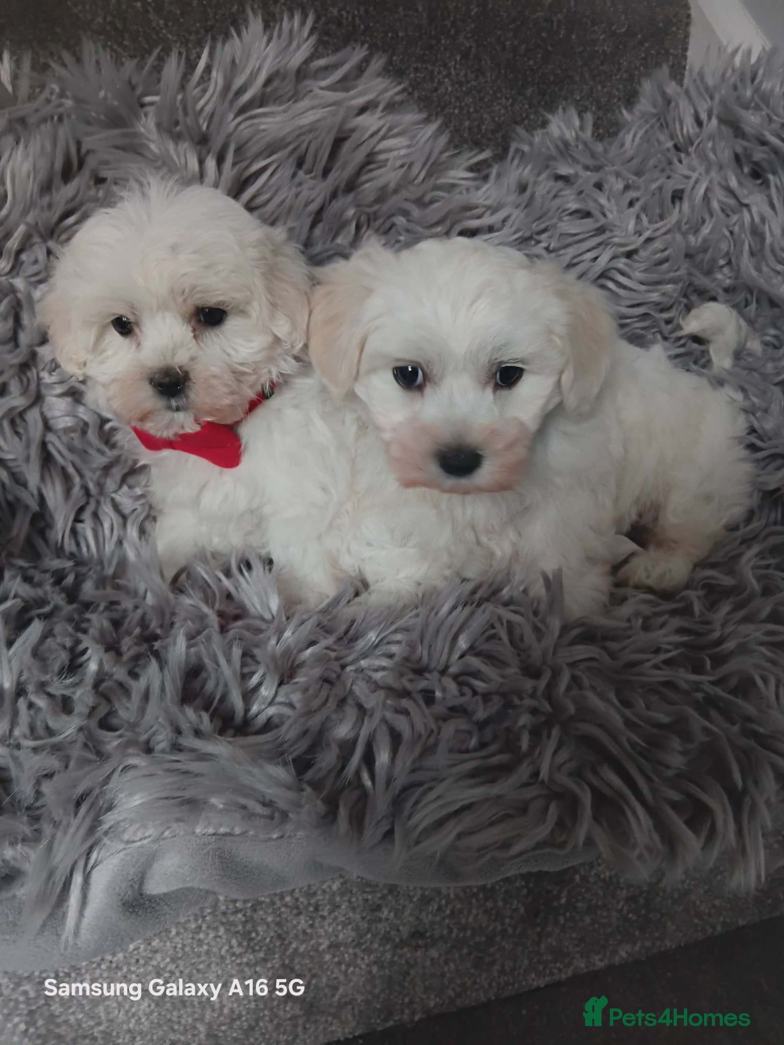 Maltese dogs BEAUTIFUL LITTLE WHITE MALTANS - Advert 2