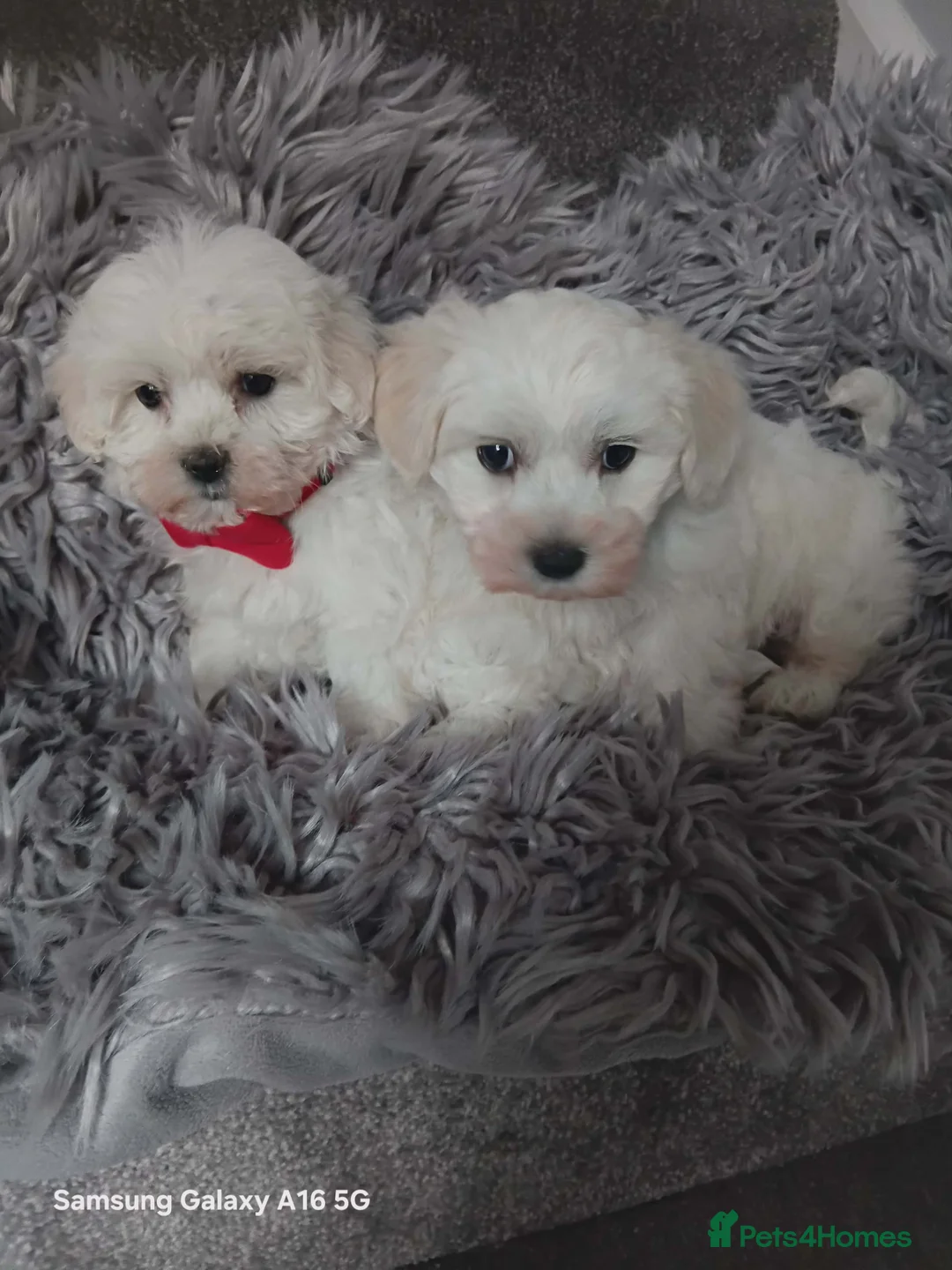 Maltese dogs for sale: BEAUTIFUL LITTLE WHITE MALTANS - Advert 1