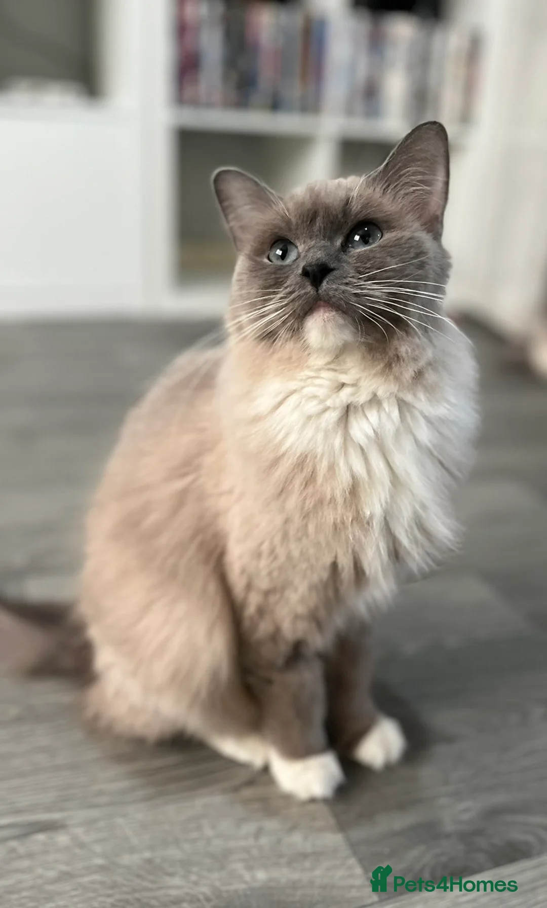 Ragdoll cats for sale: Female ragdoll cat  in Dundee - Advert 1