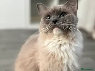 Ragdoll cats Female ragdoll cat - Advert 1