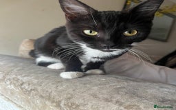 Mixed Breed cats for sale: 8 beautiful kittens  - Image 3