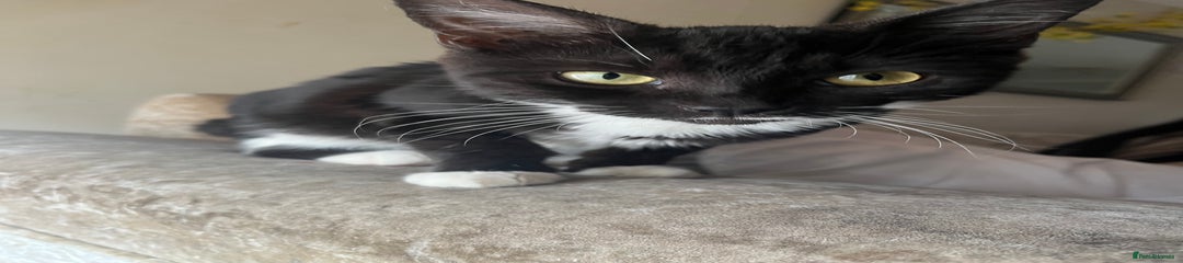 Mixed Breed Kitten 7