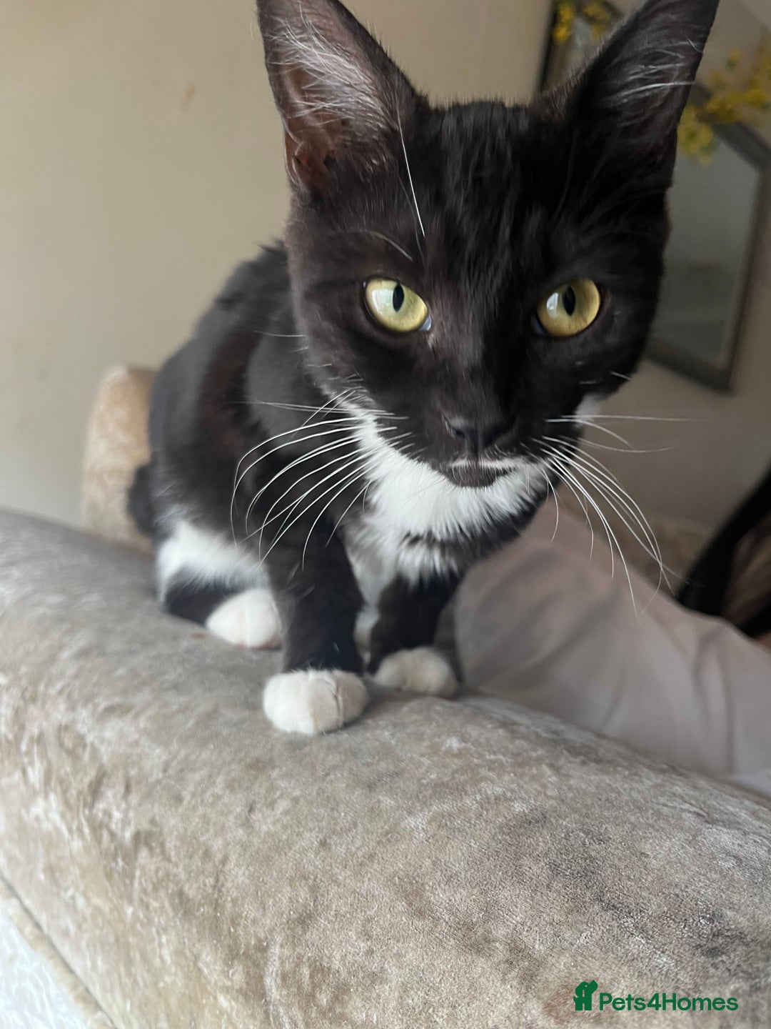 Mixed Breed cats for sale: 8 beautiful kittens  - Image 3