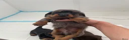 Miniature Dachshund dogs for sale: KC LONG HAIRED DACHSHUNDS  in Ipswich - Advert 2