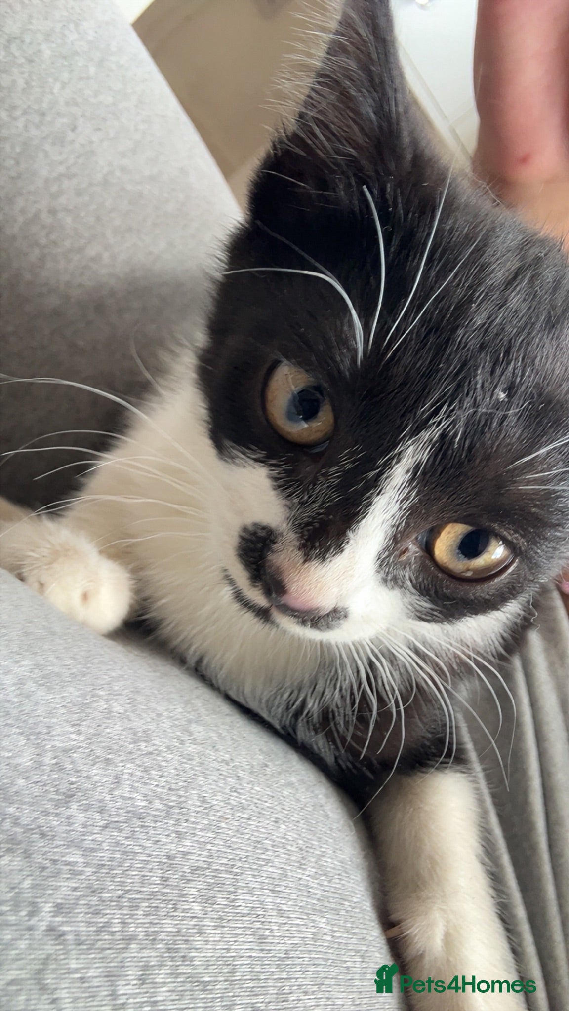 Mixed Breed cats Beautiful Black & White Female Kitten Ready 💖 - Advert 14