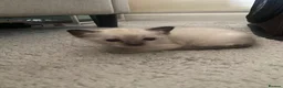 Tonkinese cats for sale: Tonkinese x Raagdoll -Tonkdoll - Advert 10