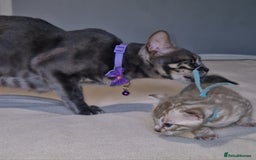 Bengal cats for sale: Pedigree Health Tested TICA Bengal Kittens - Image 18