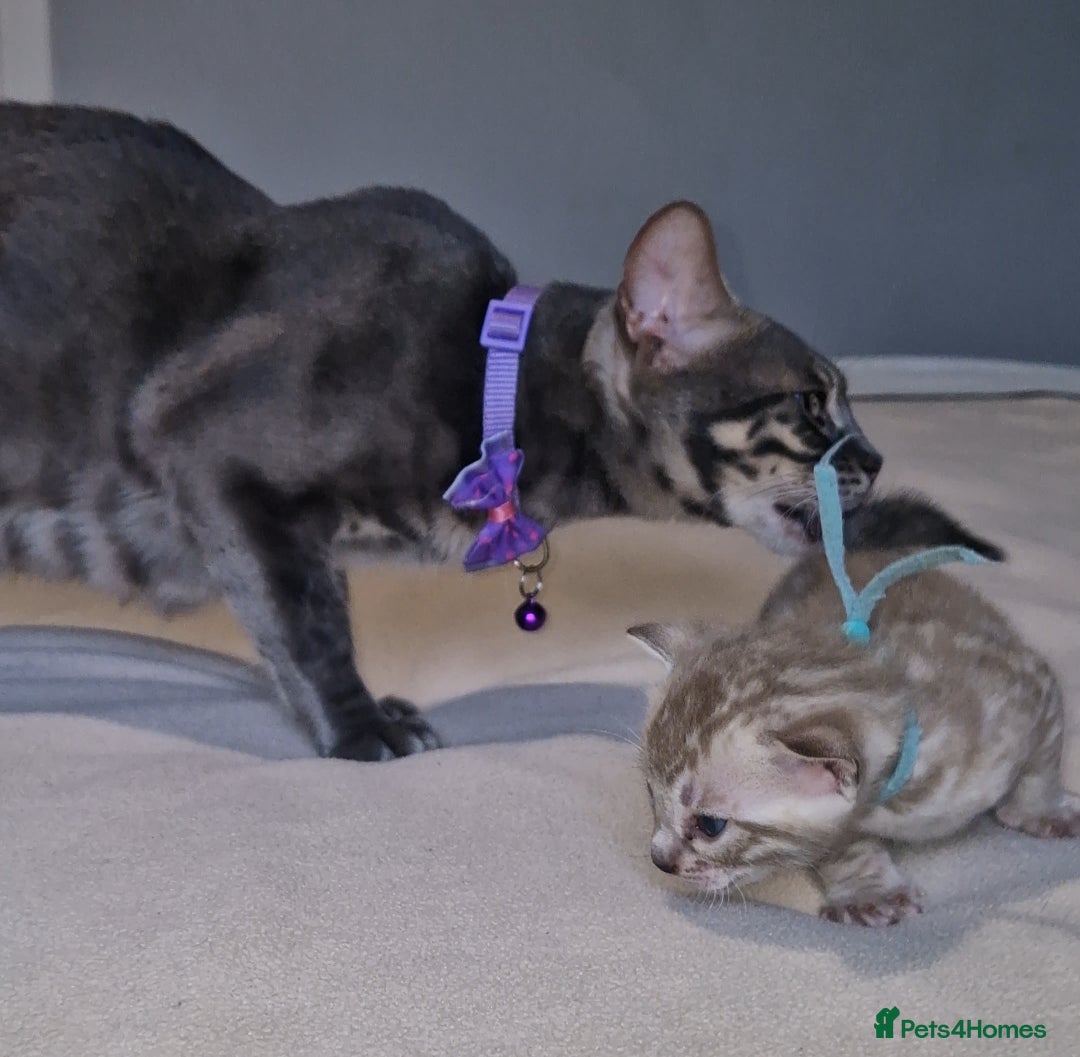 Bengal cats for sale: Pedigree Health Tested TICA Bengal Kittens - Image 18
