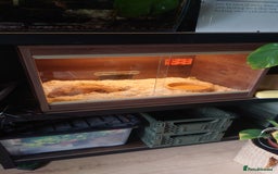 Snake reptiles for sale: Hognose snake  - Image 3
