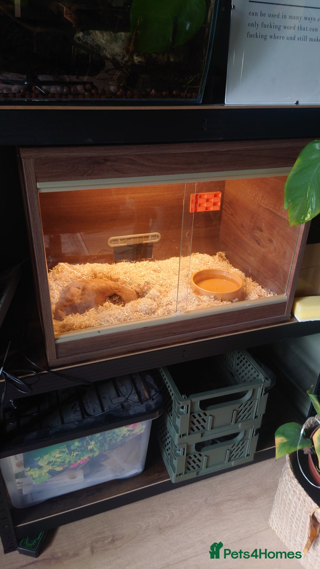 Snake reptiles for sale: Hognose snake  - Image 3