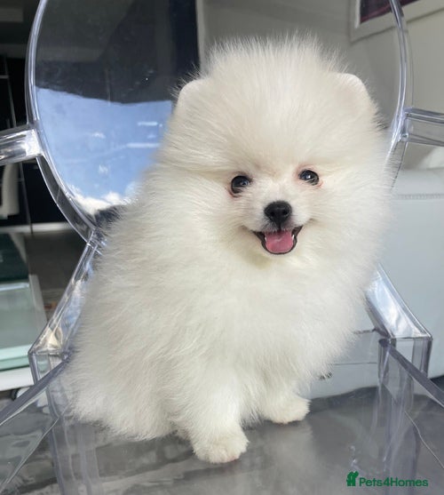 Pomeranian dogs Playful Pomeranian girl - Advert 2