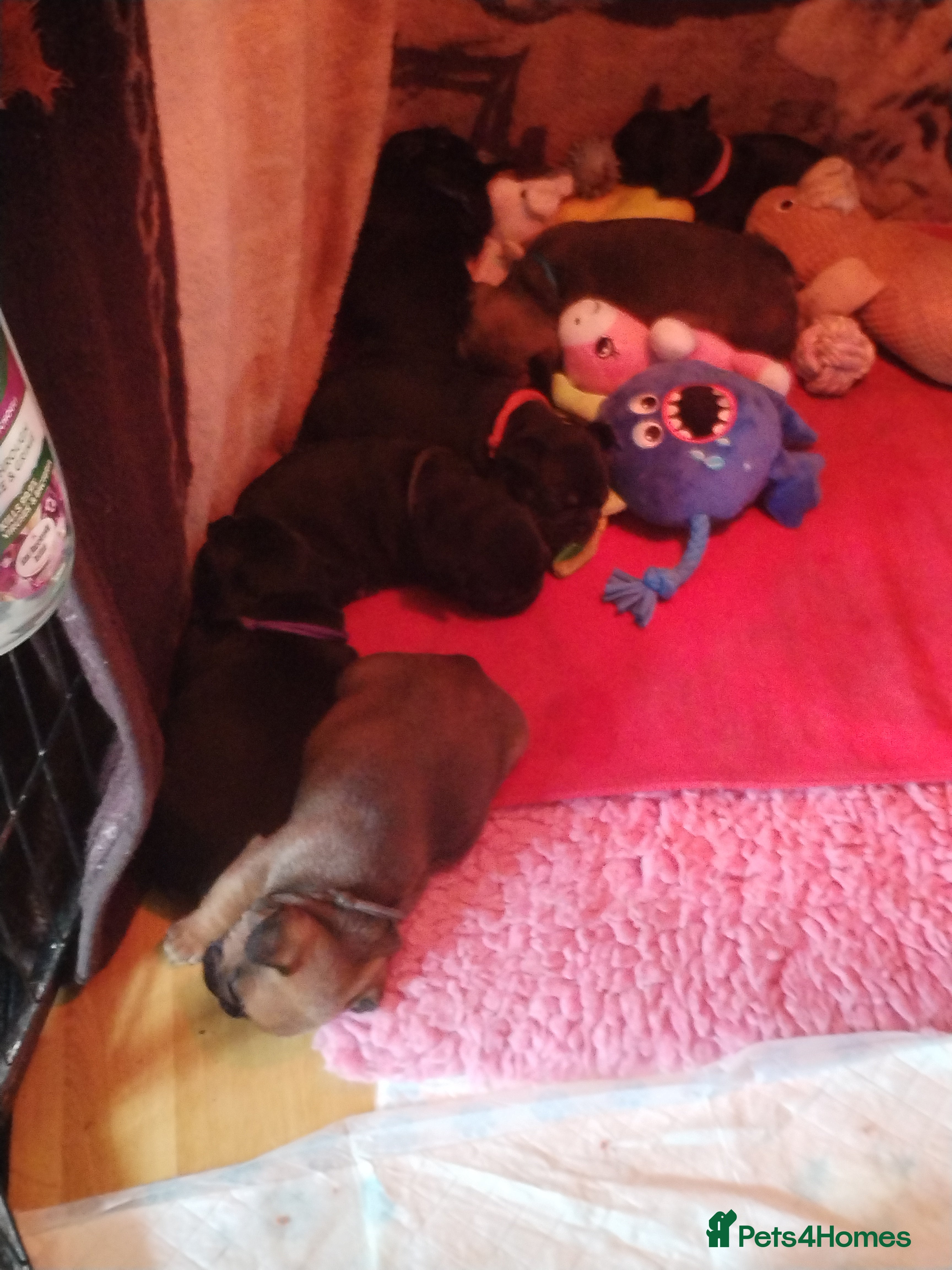 French Bulldog dogs French bulldog  - Advert 14