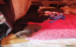 French Bulldog dogs for sale: French bulldog  - Image 1