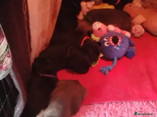 French Bulldog dogs French bulldog - Advert 14