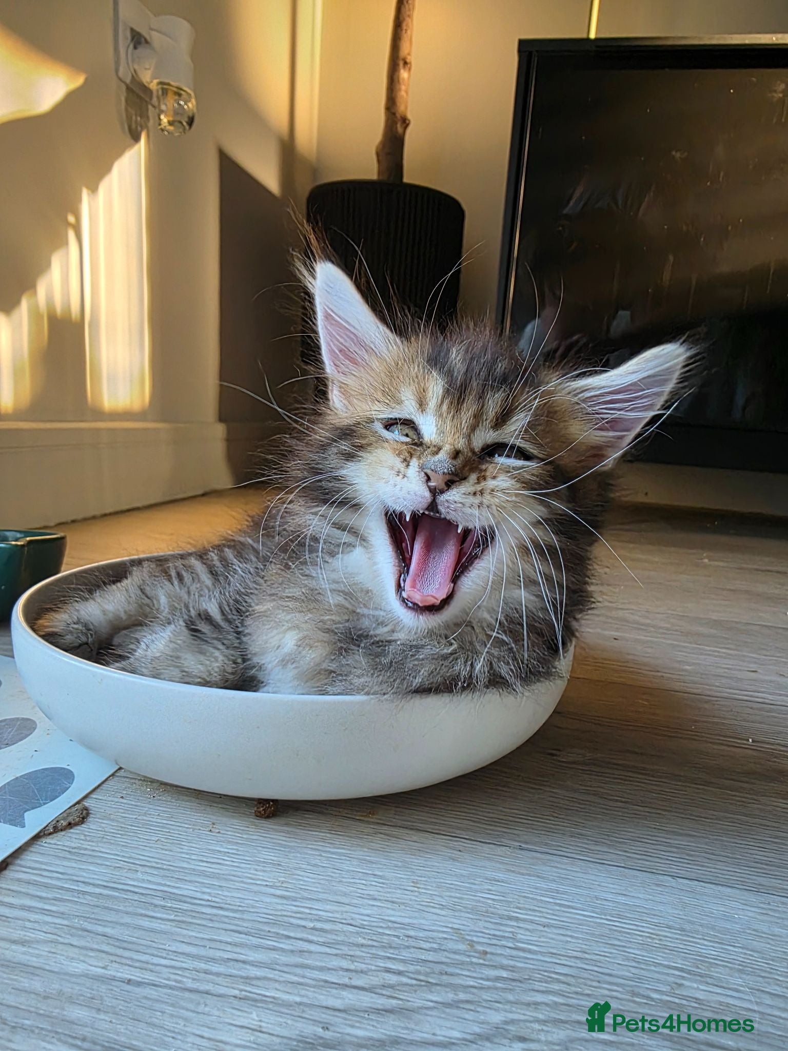 Maine Coon cats Pure Breed Mainecoon Therapy Kittens - Advert 1