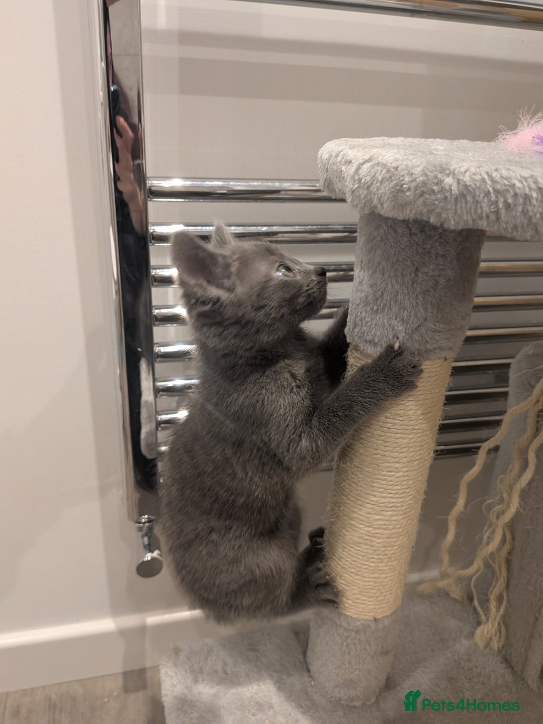 Russian Blue cats for sale: Male Russian blue kitten  - Advert 7