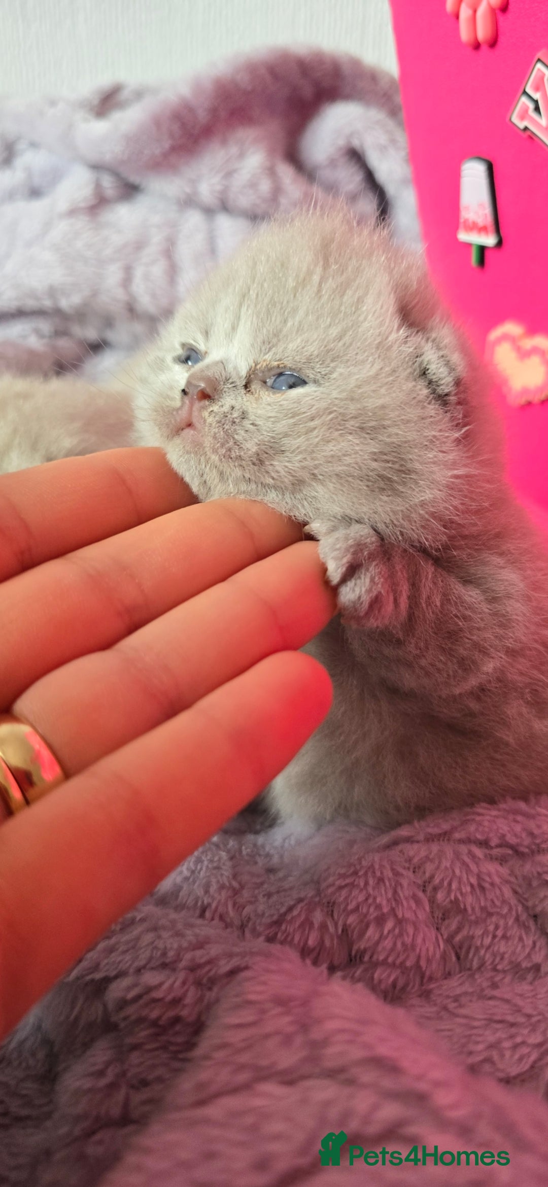 British Shorthair cats for sale: 2 LILAC BOYS CHUBBY BEAUTIES - Image 9