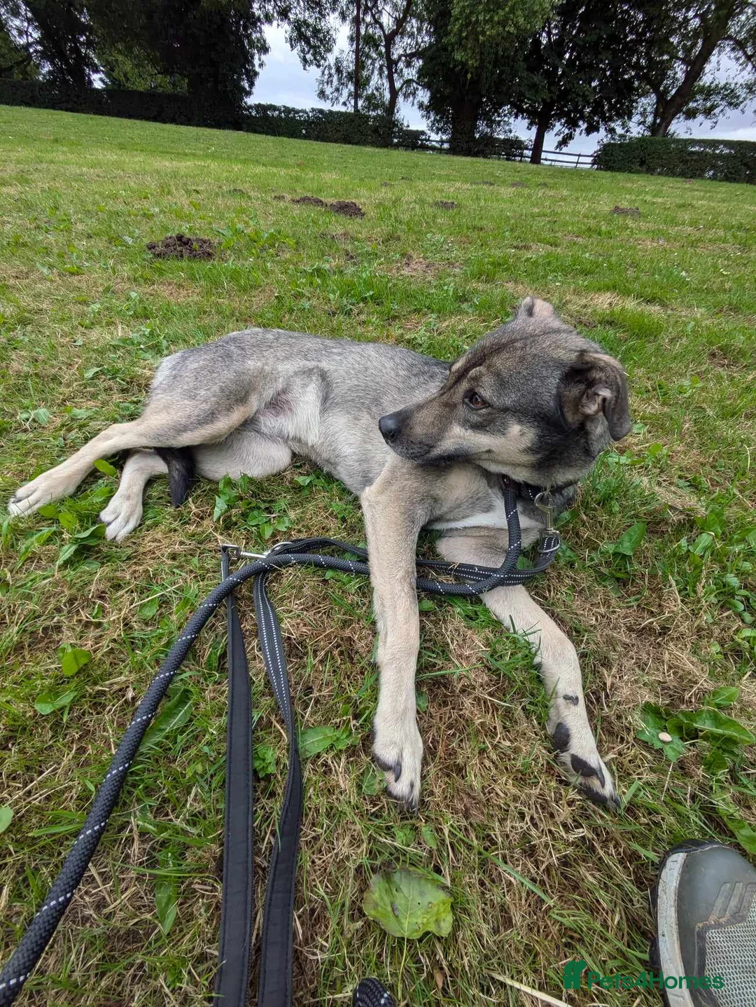 Mixed Breed dogs for adoption: Meet Joy, currently residing in Cheshire  in Nantwich - Advert 14
