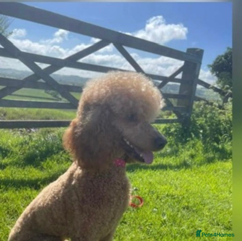 Poodle dogs Red Moyen Klein Poodle  - Advert 5
