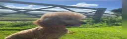 Poodle dogs for sale: Red Moyen Klein Poodle  - Advert 2