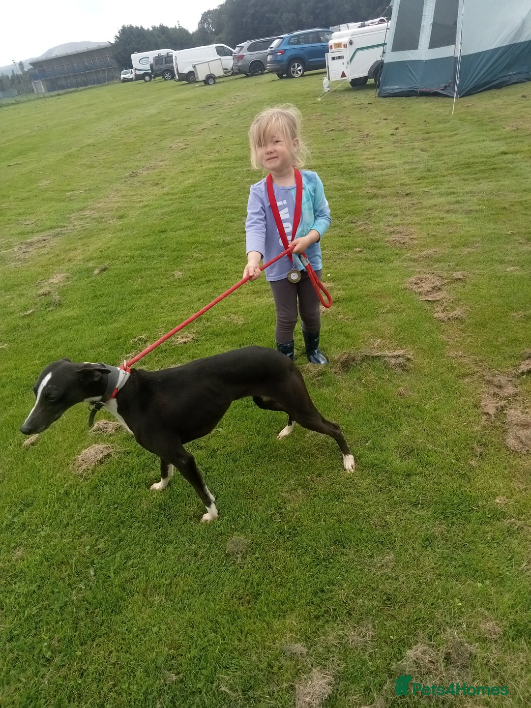 Mixed Breed dogs for sale: Beddy whippets - Image 7