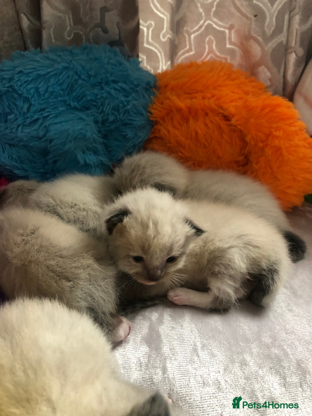Ragdoll cats for sale: Ragdoll kittens  - Image 22
