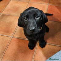 Labrador Retriever dogs Last 2 boys remaining - Advert 15