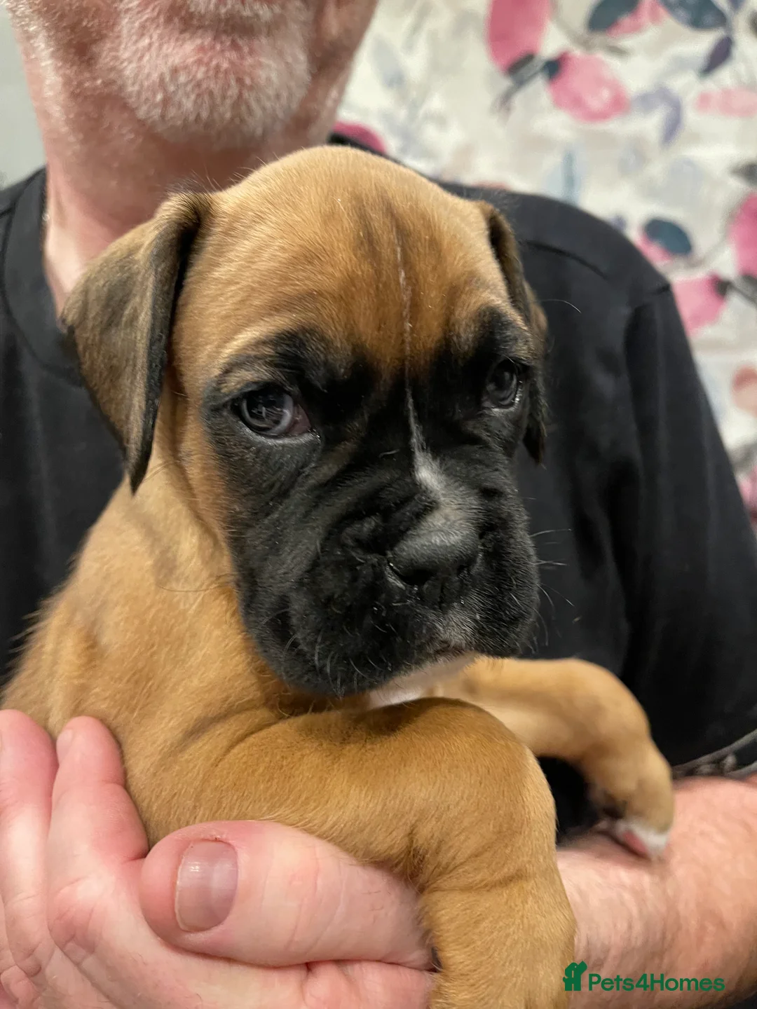 Boxer dogs for sale:  Stunning KC reg bobtailed boxers *1 girl left* - Advert 37