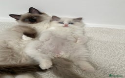 Ragdoll cats for sale: Ragdolls  - Image 3