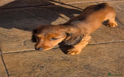 Dachshund dogs for sale: Red long-haired standard dachshund puppies - Image 31