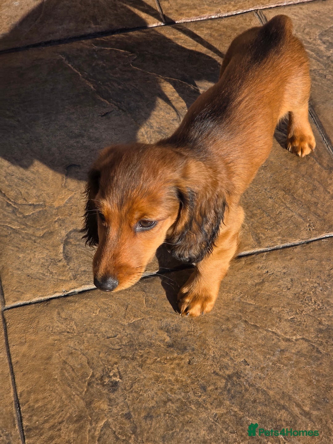 Dachshund dogs for sale: Red long-haired standard dachshund puppies - Image 31