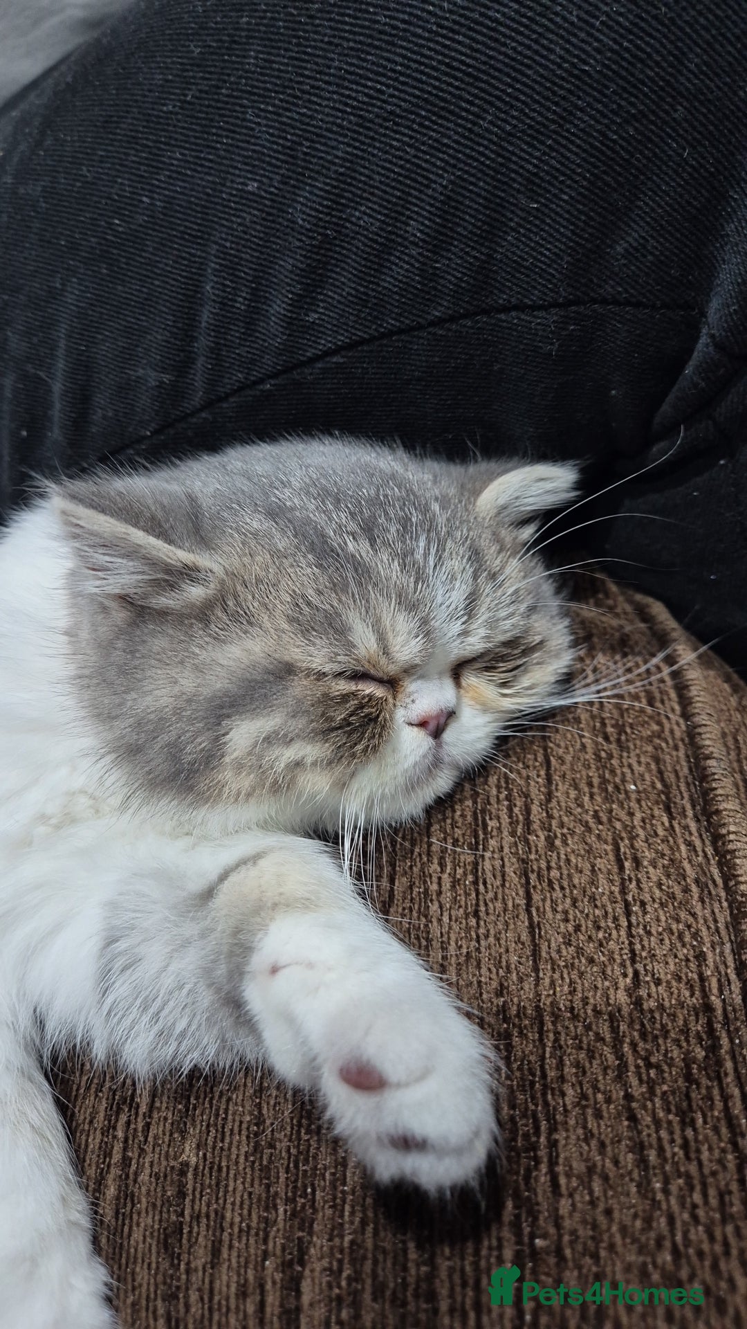 Persian cats for sale: Beautiful friendly pedigree shorthair Persian  - Advert 4