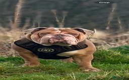 English Bulldog dogs for stud: Pabs Stud - Image 2