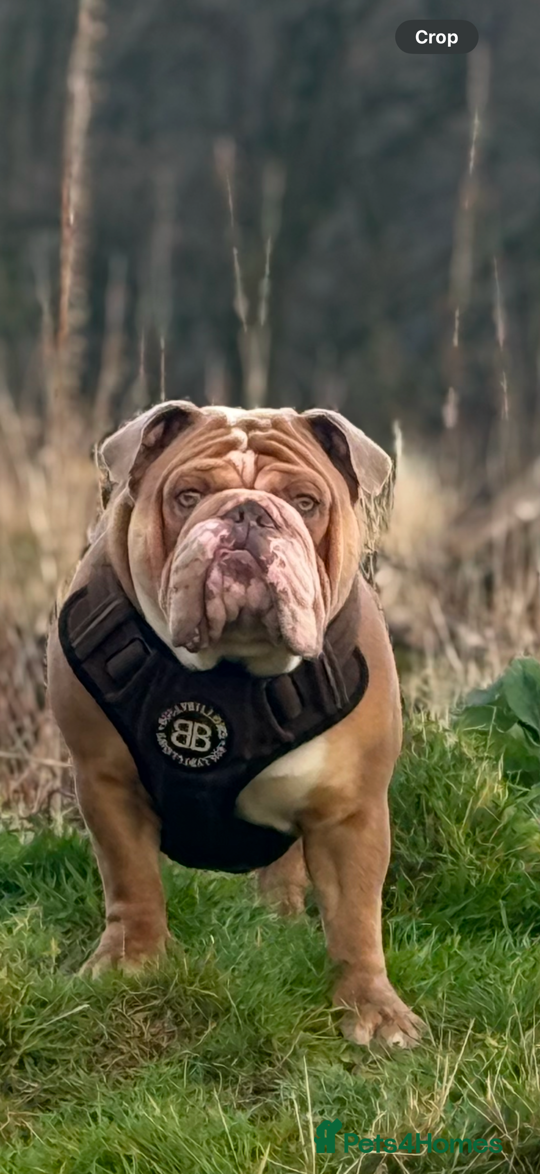 English Bulldog dogs for stud: Pabs Stud - Image 2