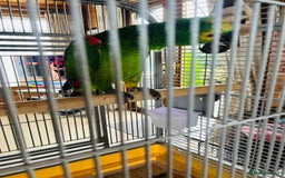 Parrots birds for sale: Blue Fronted Amazon Parrot  - Image 4