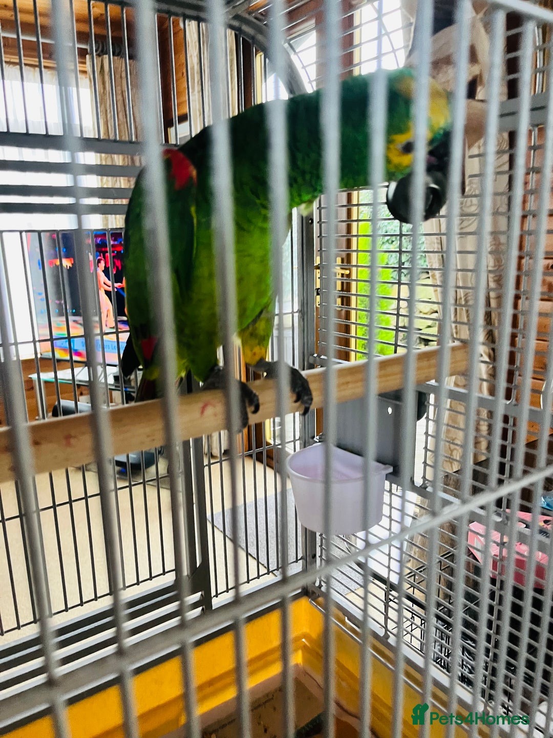 Parrots birds for sale: Blue Fronted Amazon Parrot  - Image 4