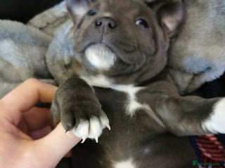 Staffordshire Bull Terrier dogs Beautiful Staffy's puppies - Advert 4