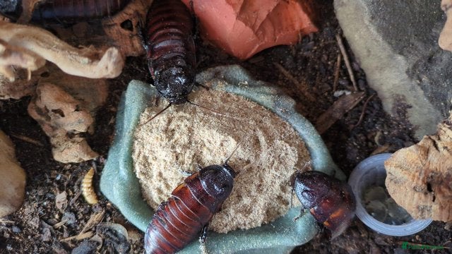 Cockroaches invertebrates for sale: Madagascan Hissing Cockroaches (hissers) - Advert 4
