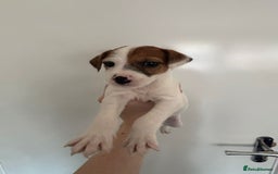 Jack Russell dogs for sale: Gorgeous jack russle puppies  - Image 7