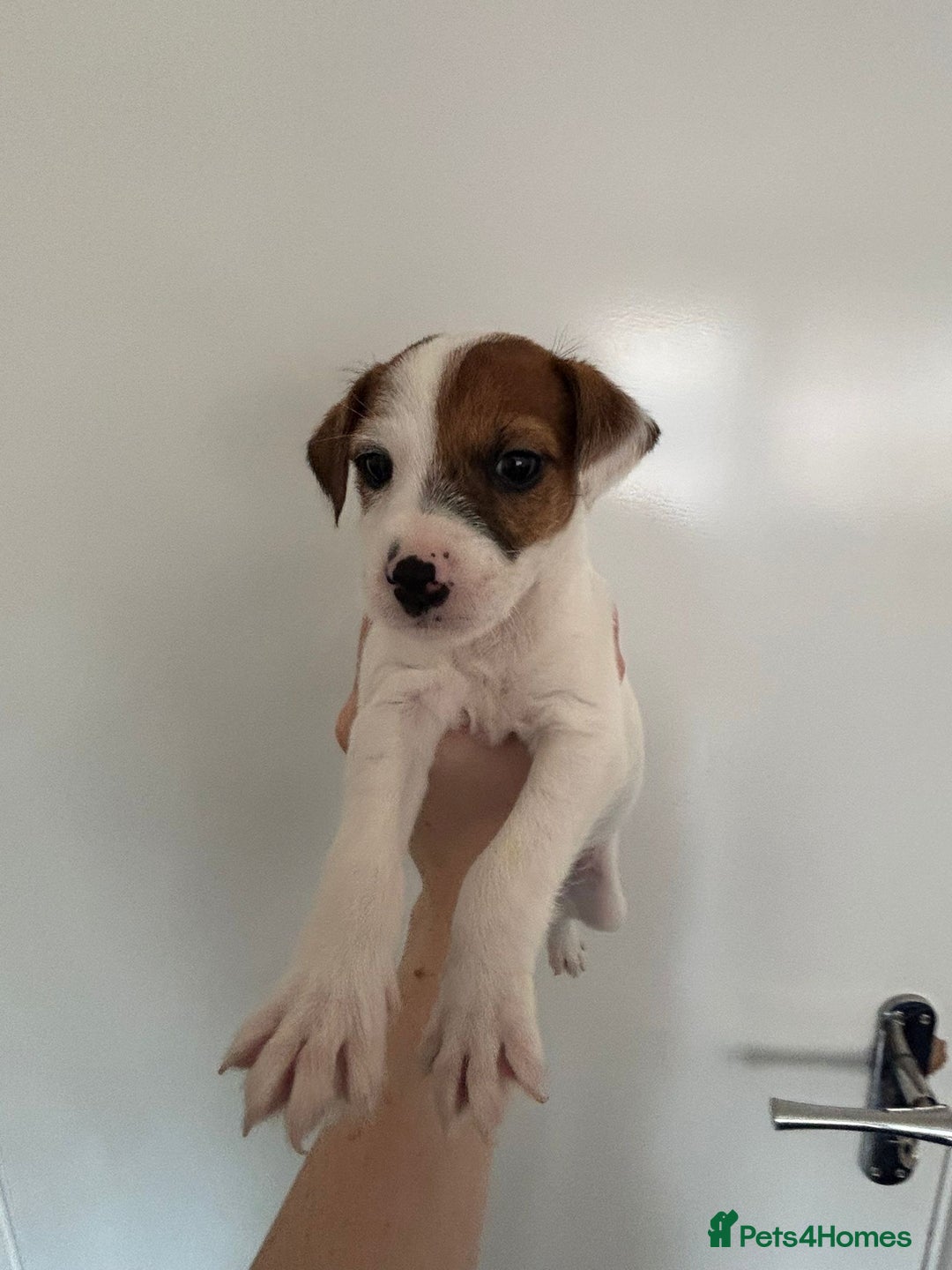 Jack Russell dogs for sale: Gorgeous jack russle puppies  - Image 7