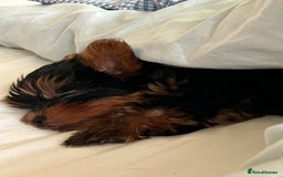 Yorkshire Terrier dogs for sale: Ready to leave  - Image 5
