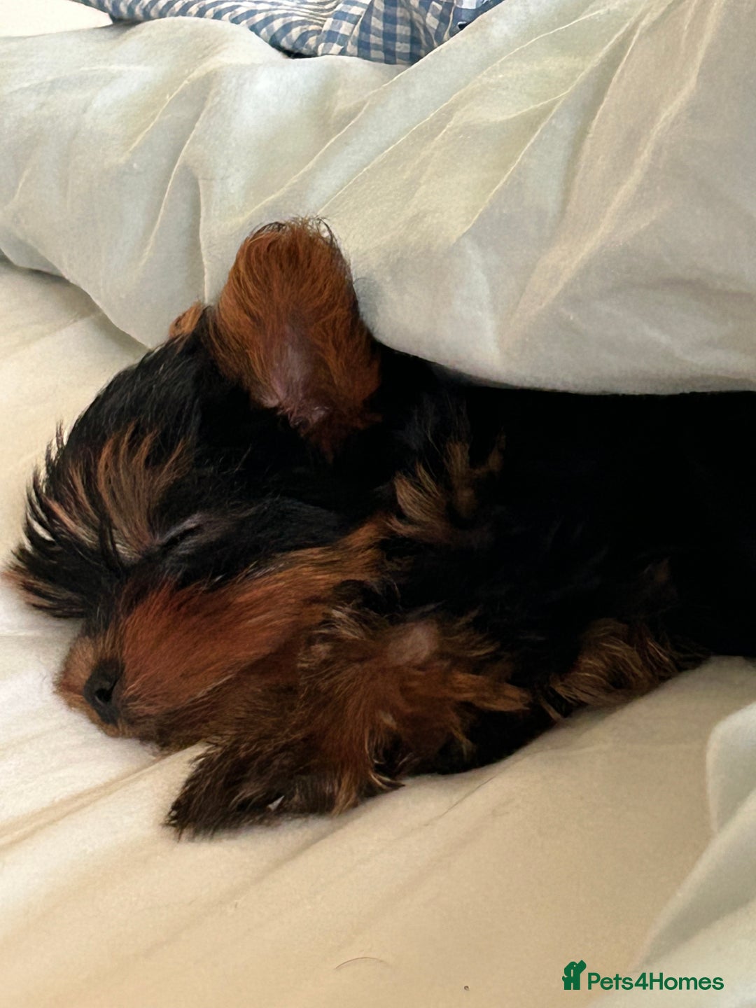 Yorkshire Terrier dogs for sale: Ready to leave  - Image 5
