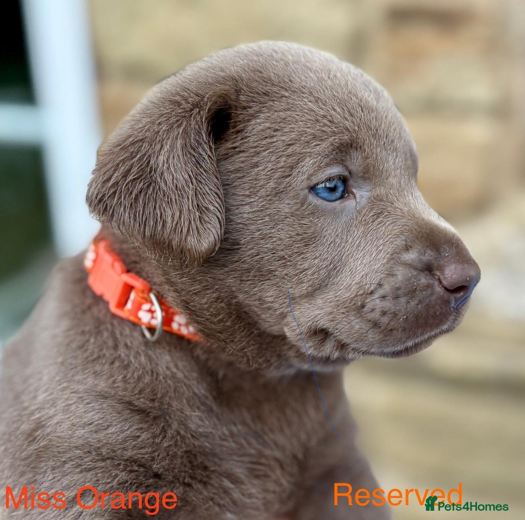 Labrador Retriever dogs for sale: 2 Males left - Ready to leave on the 15th August  in Wetherby - Image 16