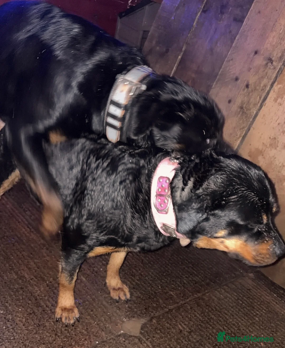 Rottweiler dogs for stud: Rottweiler stud  - Advert 16