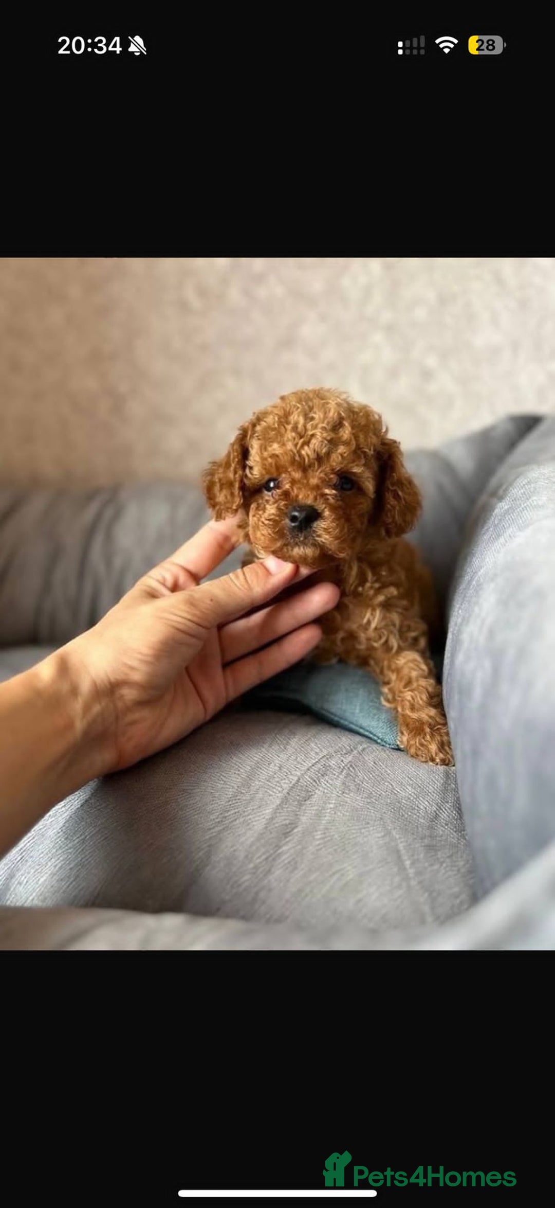 Toy Poodle dogs for sale: Beautiful Red Toy Poodle puppies  - Image 4