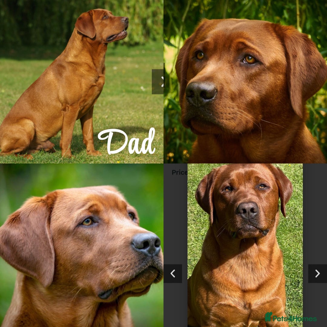 Labrador Retriever dogs for sale: Stunning Super Dark Red Labs from KC&health tested - Advert 13