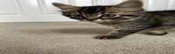 Mixed Breed cats for sale: Beautiful Tabby Kittens Looking for Loving Homes  in Dartford - Advert 12
